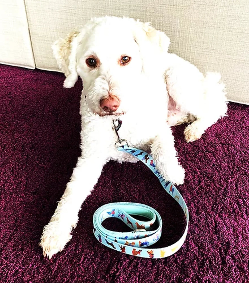 Polyester Dog Leash in Seafoam or Pink, 5 Feet