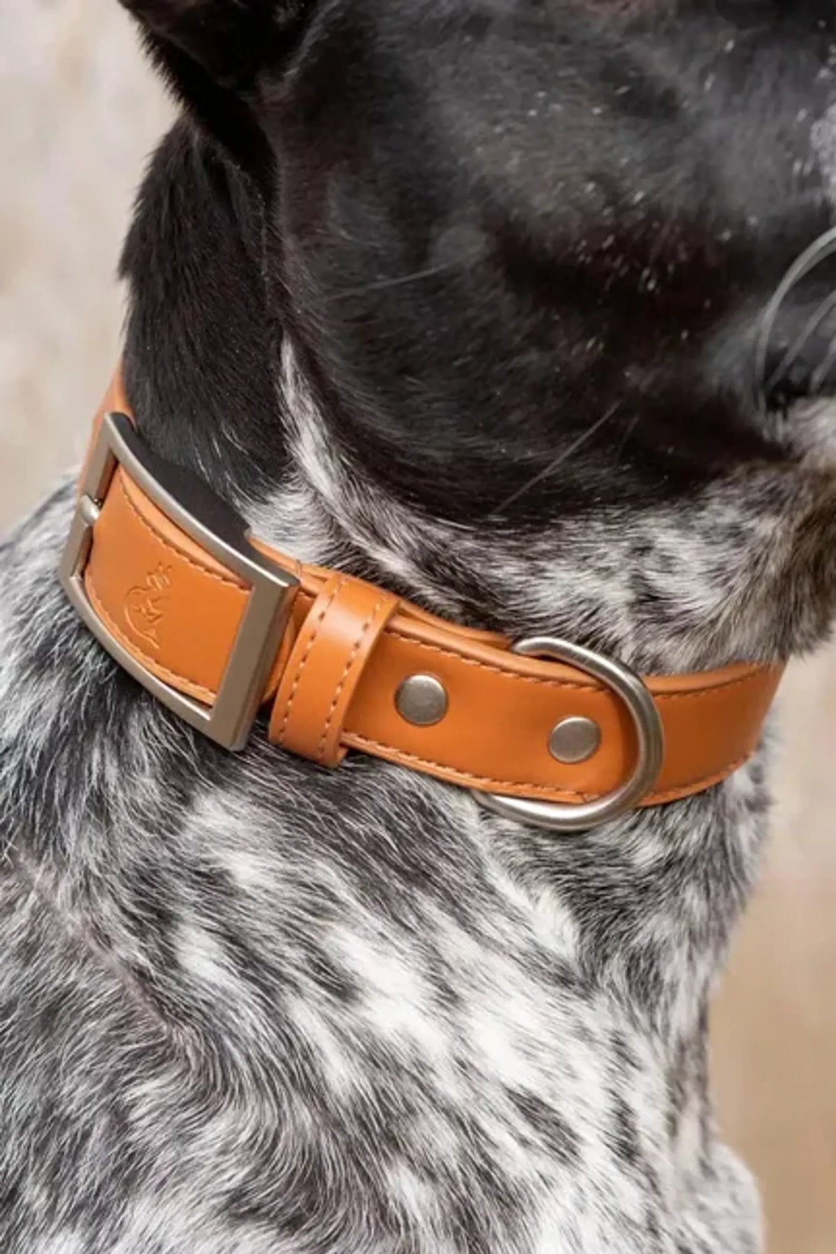 Aria the Fox Sierra Sunrise Vegan Leather Dog Collar, Reddish Brown