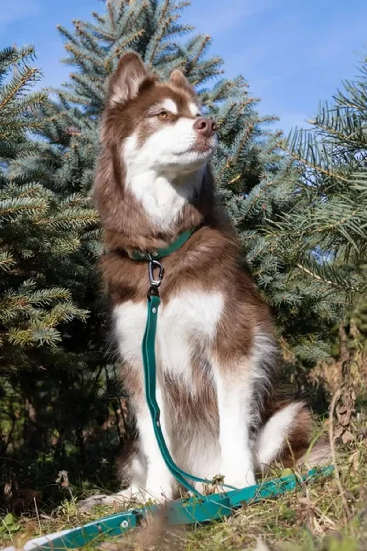 Aria the Fox Siberian Spruce Waterproof Dog Collar with D-Ring