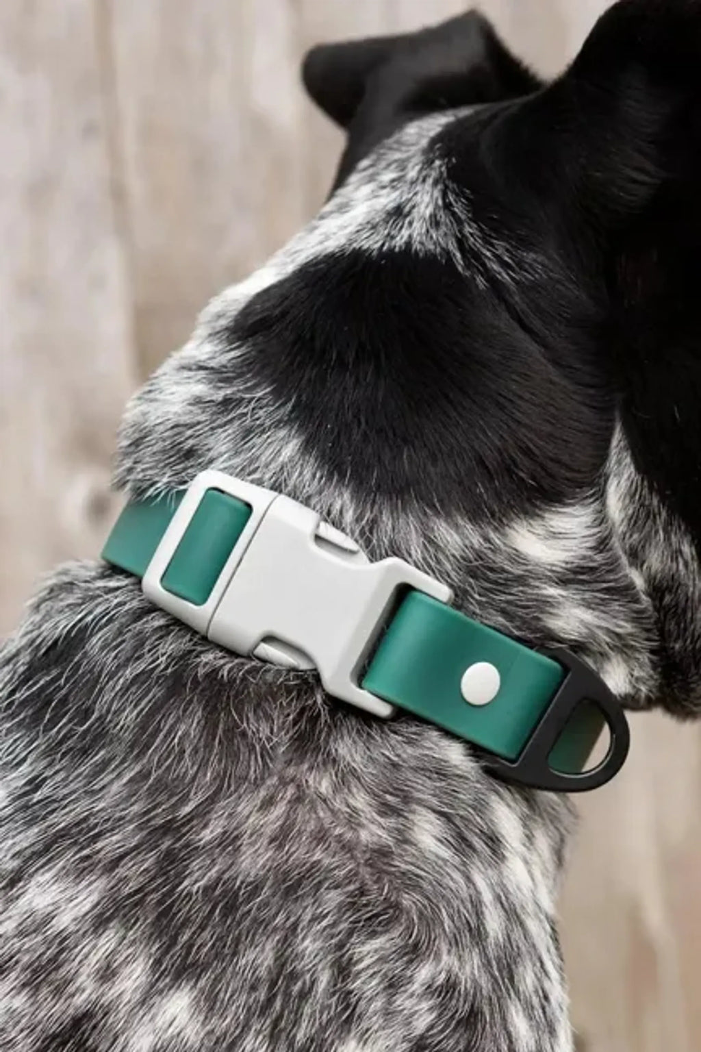 Aria the Fox Siberian Spruce Waterproof Dog Collar with D-Ring