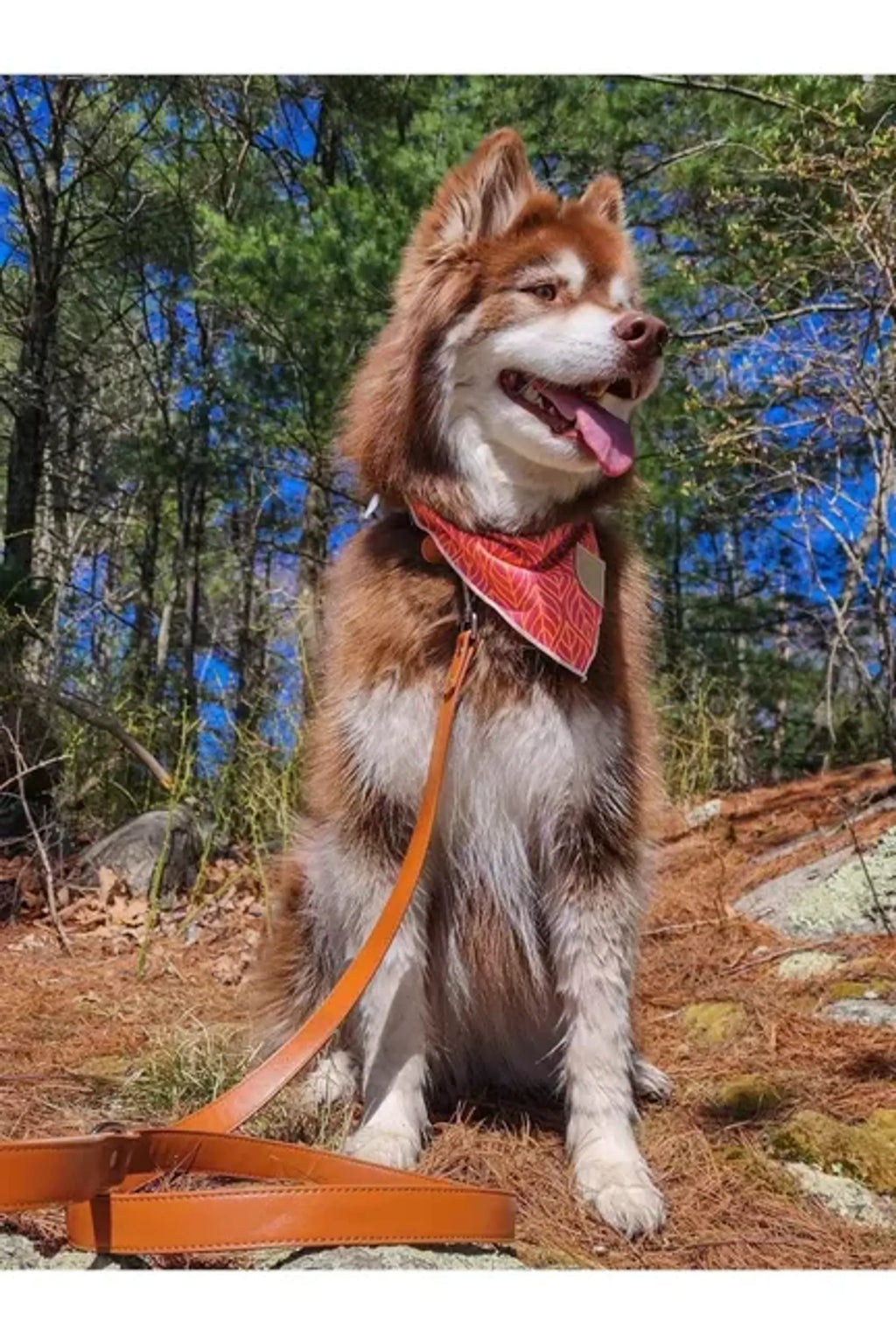 Aria the Fox Sierra Sunrise Vegan Leather Dog Leash, Reddish Brown